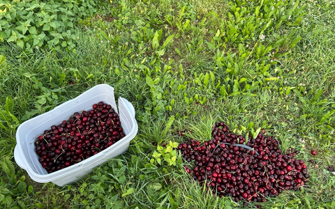 POL-PDKO: Mülheim-Kärlich - Diebstahl von Kirschen - Foto: presseportal.de