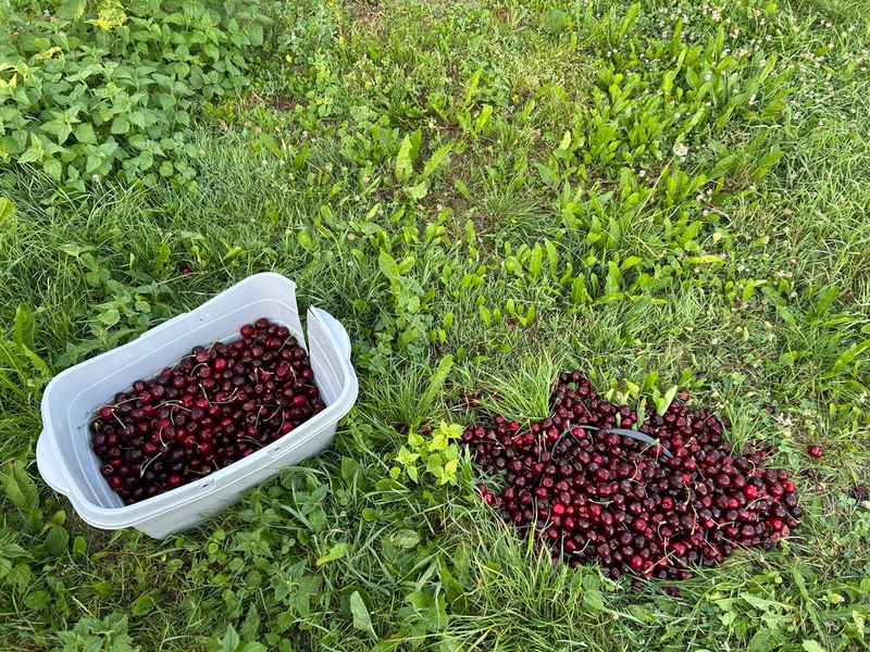 POL-PDKO: Mülheim-Kärlich - Diebstahl von Kirschen - Foto: presseportal.de