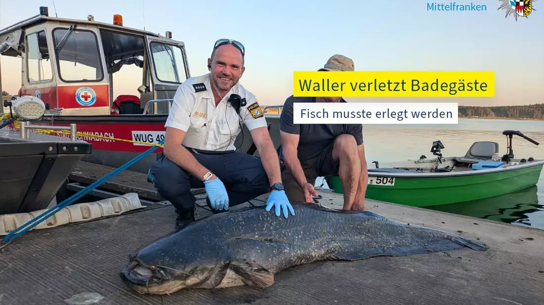 Die Polizei hat ein Foto des erlegten Riesenwels veröffentlicht. - Bild: -/Polizei Mittelfranken/dpa