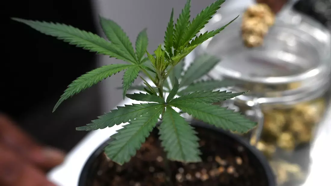 Die Ermittler entdeckten Marihuana. (Symbolbild) - Bild: Michael Brandt/dpa