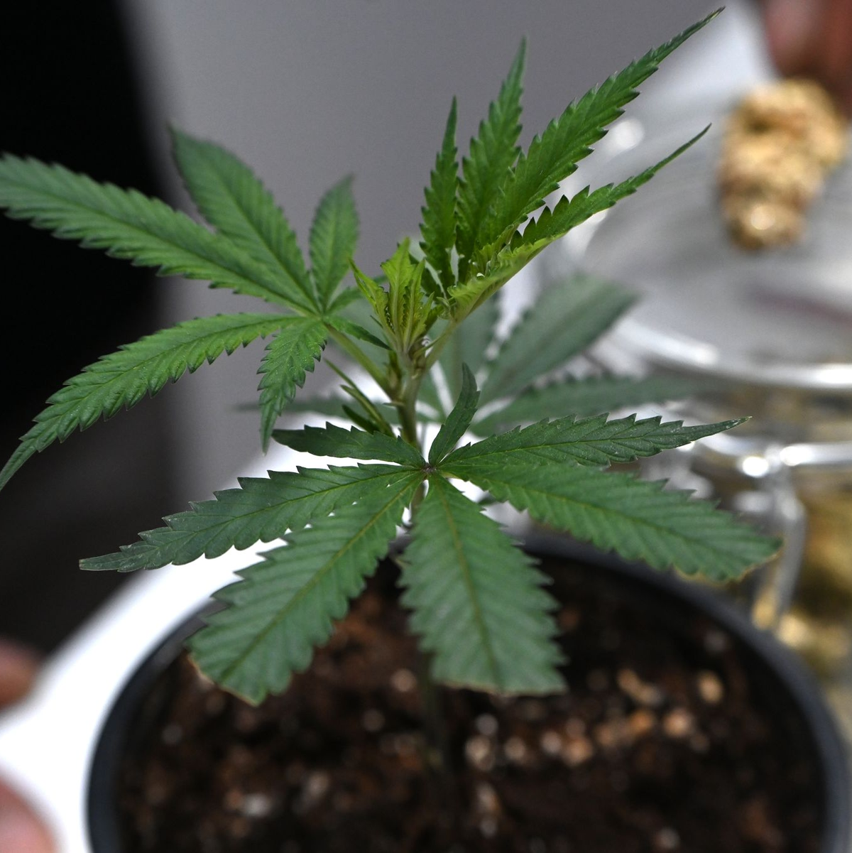 Ob frisch oder getrocknet: Cannabis stand im Mittelpunkt der Messe Mary Jane. (Archivbild) - Foto: Michael Brandt/dpa