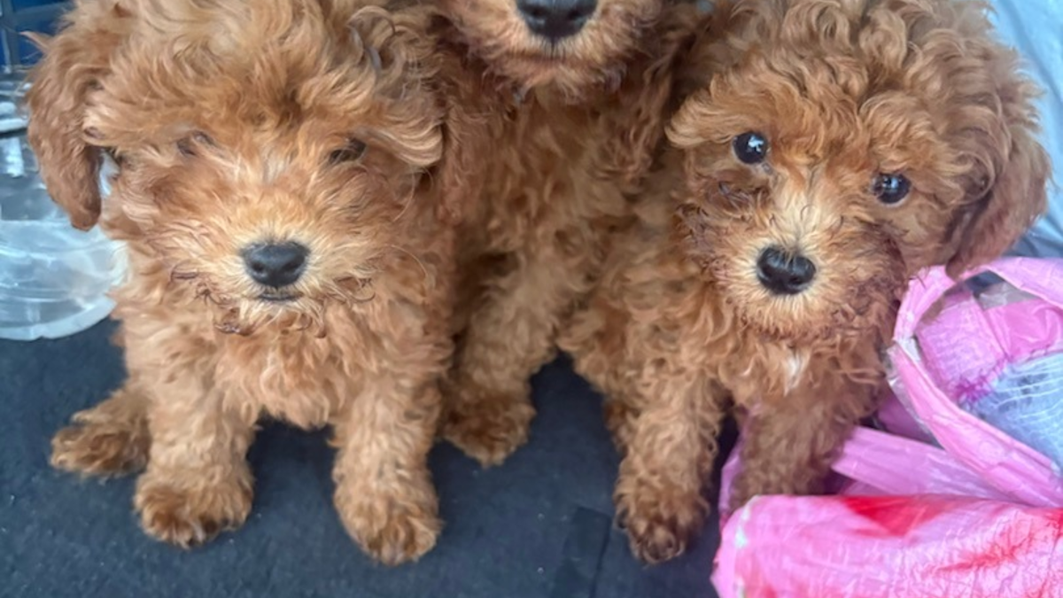 POL-H: 176 kontrollierte Fahrzeuge, 12 untersagte Fahrten, 9 Hundewelpen: Erfolgreiche Bilanz der ROADPOL-Kontrollwoche 