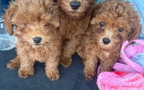 POL-H: 176 kontrollierte Fahrzeuge, 12 untersagte Fahrten, 9 Hundewelpen: Erfolgreiche Bilanz der ROADPOL-Kontrollwoche Alcohol and Drugs in der Region Hannover - Foto: presseportal.de POL-H: 176 kontrollierte Fahrzeuge, 12 untersagte Fahrten, 9 Hundewelpen: Erfolgreiche Bilanz der ROADPOL-Kontrollwoche Alcohol and Drugs in der Region Hannover - Foto: presseportal.de