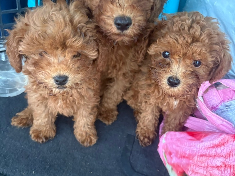 POL-H: 176 kontrollierte Fahrzeuge, 12 untersagte Fahrten, 9 Hundewelpen: Erfolgreiche Bilanz der ROADPOL-Kontrollwoche Alcohol and Drugs in der Region Hannover - Foto: presseportal.de