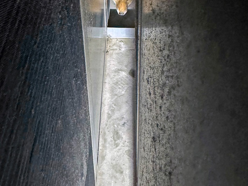 FW-M: Tierischer Auftritt (Olympiapark) - Foto: presseportal.de