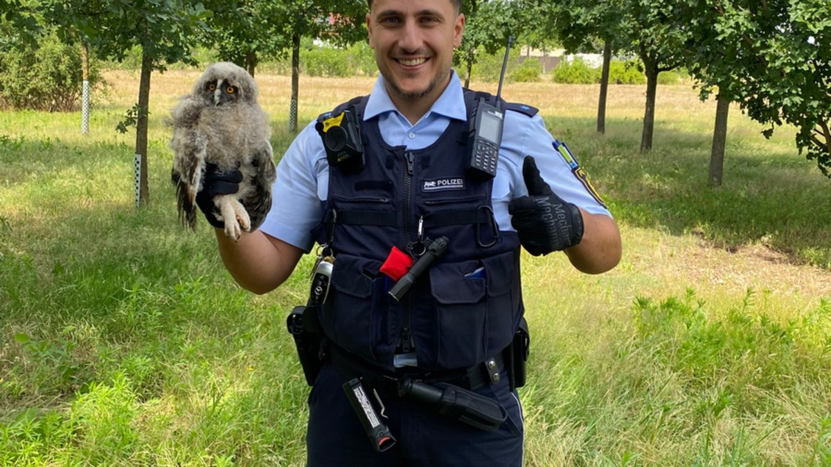 POL-MA: Mannheim: Eule sorgt für Polizeieinsatz - Foto: presseportal.de