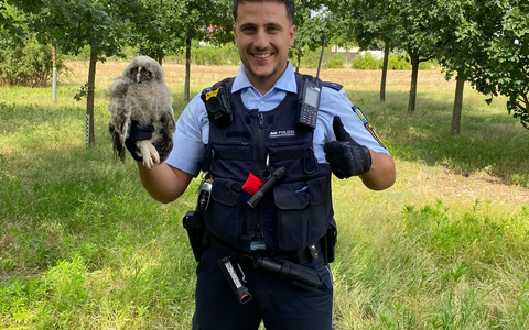 POL-MA: Mannheim: Eule sorgt für Polizeieinsatz - Foto: presseportal.de