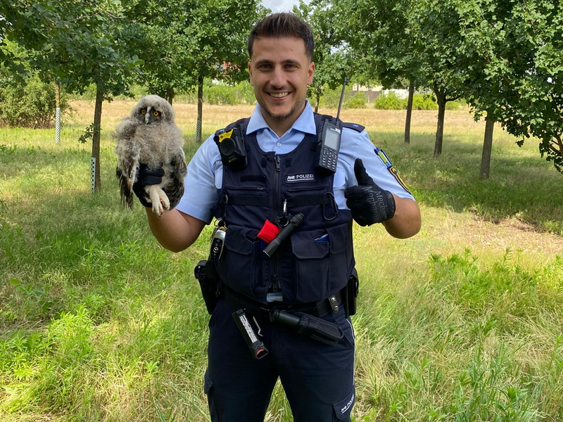 POL-MA: Mannheim: Eule sorgt für Polizeieinsatz - Foto: presseportal.de
