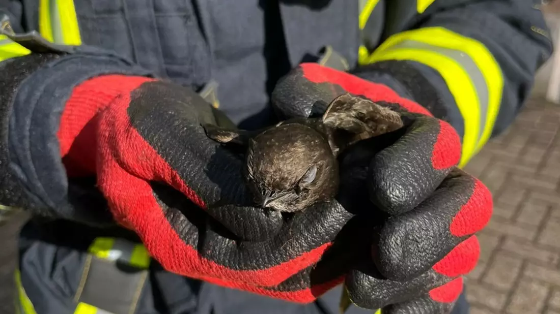 FW Celle: Vogel aus Dachrinne gerettet - Bild: presseportal.de