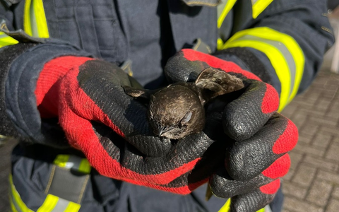 FW Celle: Vogel aus Dachrinne gerettet - Foto: presseportal.de