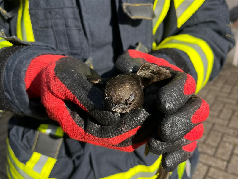 FW Celle: Vogel aus Dachrinne gerettet - Foto: presseportal.de