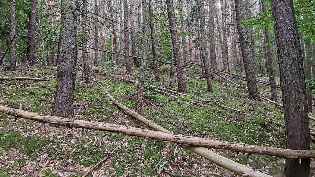 Wald (Archiv) - Bild: über dts Nachrichtenagentur