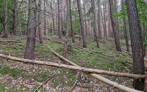 Wald (Archiv) - Foto: über dts Nachrichtenagentur
