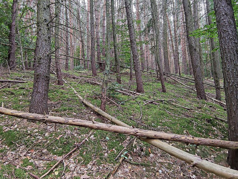 Wald (Archiv) - Foto: über dts Nachrichtenagentur