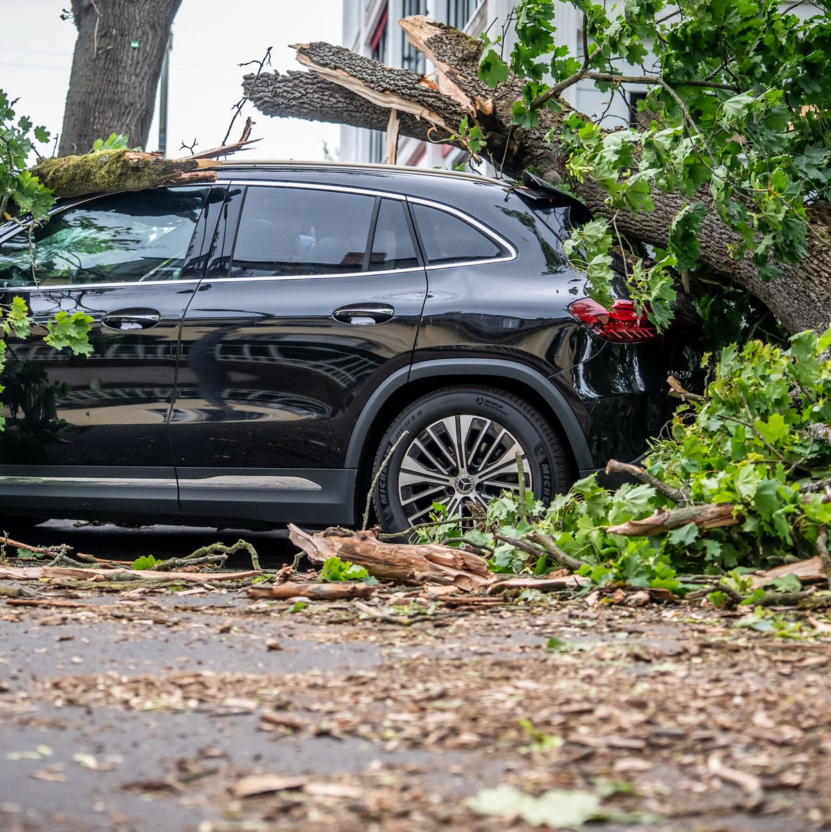 Orkanartige Windböen, wie sie in Berlin am Montag Bäume zum Umsturz brachten, soll es am Dienstag nicht mehr geben. - Foto: Michael Kappeler/dpa