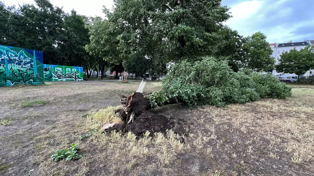 Das gesamte Stadtgebiet war den Angaben nach betroffen - hier abgebrochene Äste im Prenzlauer Berg. - Bild: Holger Mehlig/dpa
