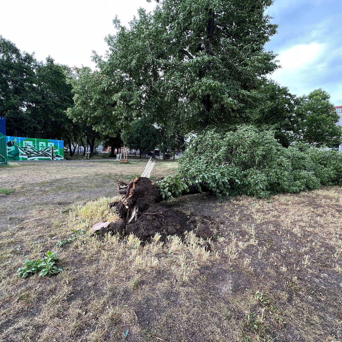 Das gesamte Stadtgebiet war den Angaben nach betroffen - hier abgebrochene Äste im Prenzlauer Berg. - Foto: Holger Mehlig/dpa
