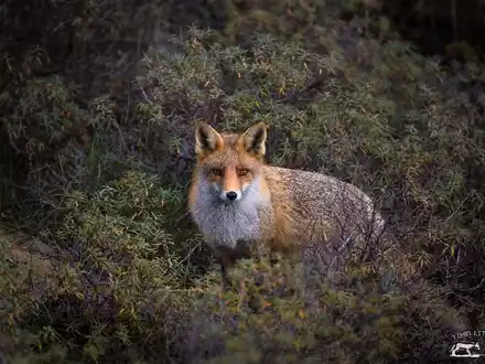 Hessen: Schwarz-Rot auf Kuschelkurs mit der Jägerschaft / Aufhebung von Schonzeiten während der Aufzuchtzeit - Foto: presseportal.de