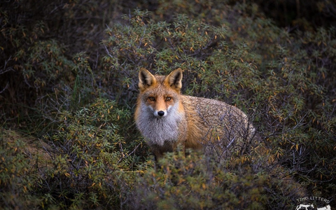 Hessen: Schwarz-Rot auf Kuschelkurs mit der Jägerschaft / Aufhebung von Schonzeiten während der Aufzuchtzeit - Foto: presseportal.de