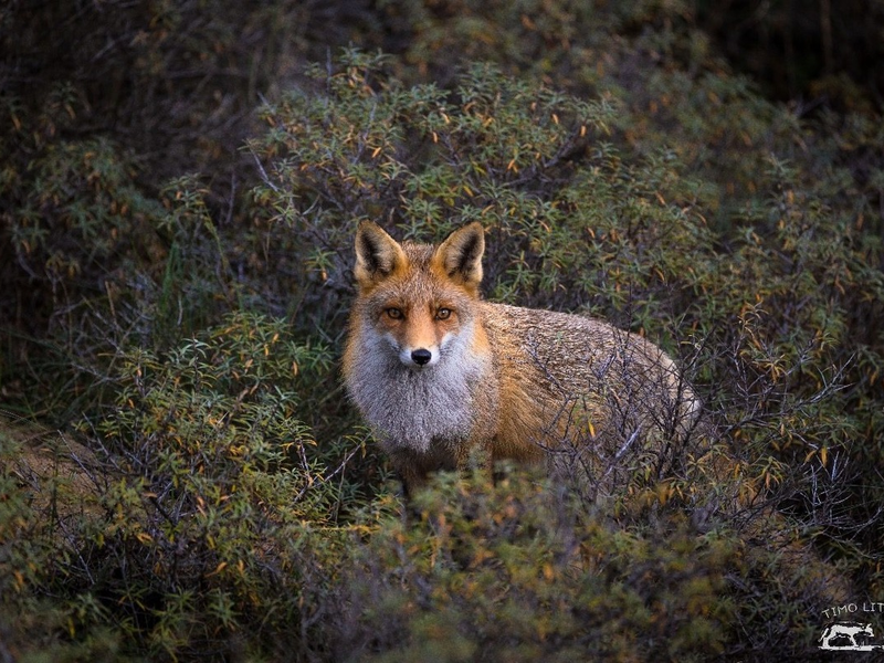 Hessen: Schwarz-Rot auf Kuschelkurs mit der Jägerschaft / Aufhebung von Schonzeiten während der Aufzuchtzeit - Foto: presseportal.de