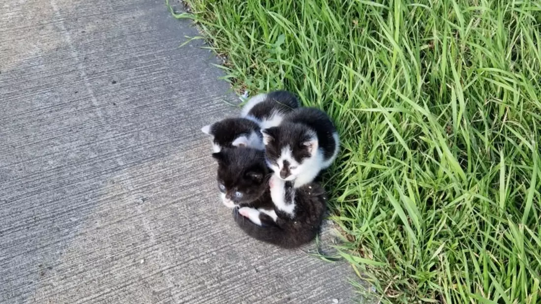 POL-DEL: Autobahnpolizei Ahlhorn: Drei junge Katzen auf Autobahn 1 im Bereich der Gemeinde Emstek ausgesetzt +++ Zeugen gesucht - Bild: presseportal.de