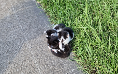 POL-DEL: Autobahnpolizei Ahlhorn: Drei junge Katzen auf Autobahn 1 im Bereich der Gemeinde Emstek ausgesetzt +++ Zeugen gesucht - Foto: presseportal.de