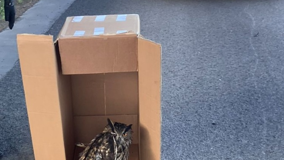 POL-DA: Polizeistreife rettet verletzten Uhu - Foto: presseportal.de