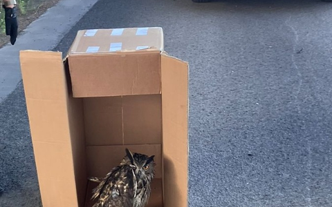 POL-DA: Polizeistreife rettet verletzten Uhu - Foto: presseportal.de POL-DA: Polizeistreife rettet verletzten Uhu - Foto: presseportal.de