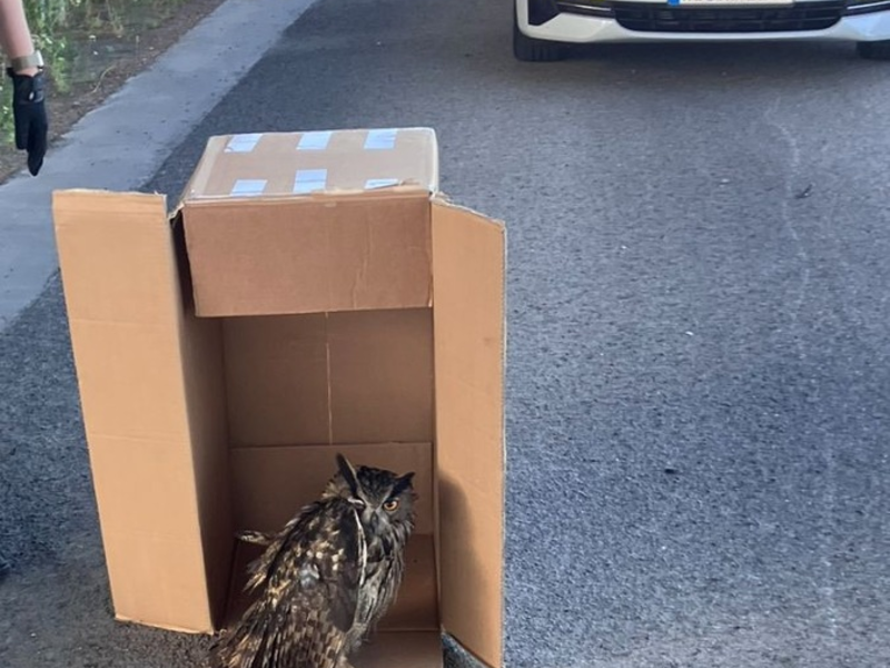POL-DA: Polizeistreife rettet verletzten Uhu - Foto: presseportal.de