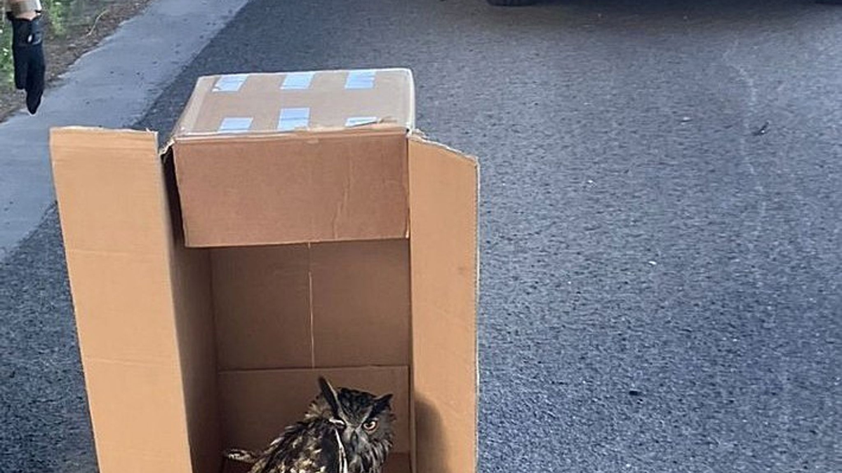 Eine Streife der Autobahnpolizei Darmstadt rettete den verletzten Vogel. (Foto Handout) - Foto: ---/Polizeipräsidium Südhessen/dpa