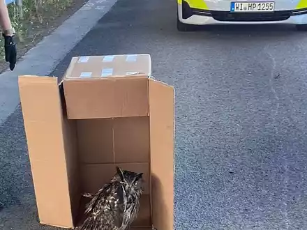 Eine Streife der Autobahnpolizei Darmstadt rettete den verletzten Vogel. (Foto Handout) - Foto: ---/Polizeipräsidium Südhessen/dpa