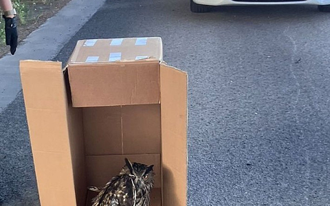 Eine Streife der Autobahnpolizei Darmstadt rettete den verletzten Vogel. (Foto Handout) - Foto: ---/Polizeipräsidium Südhessen/dpa