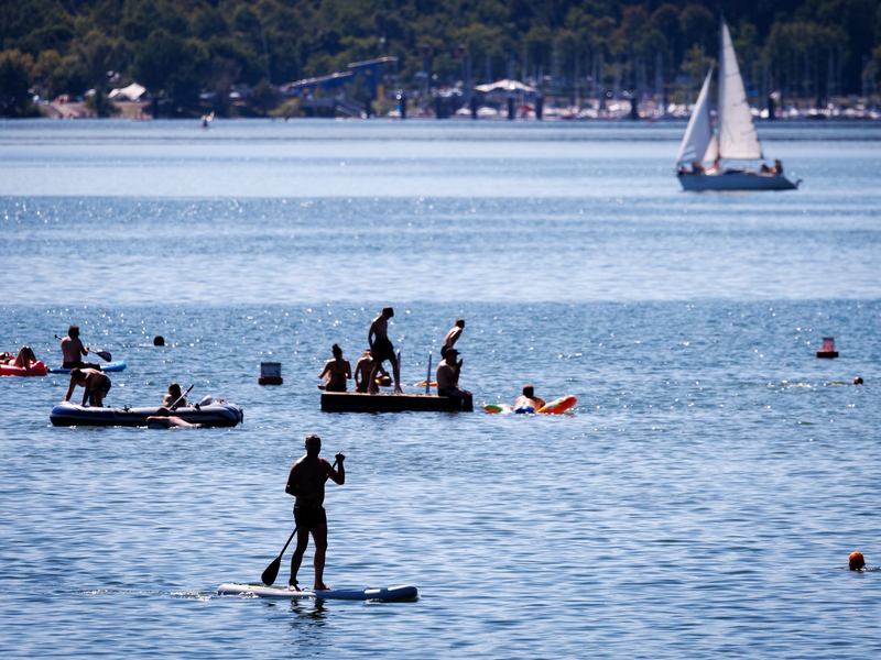 Zur Tötung des Welses hätte es aus Sicht von Peta eine Alternative gegeben. - Foto: Daniel Karmann/dpa
