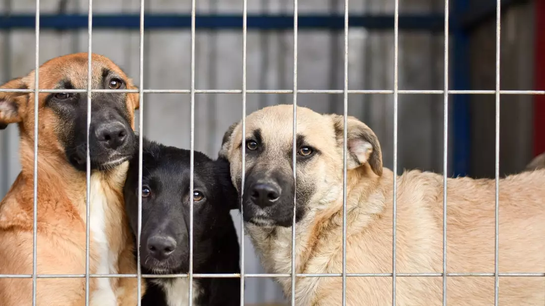PURINA Tierheimreport Deutschland 2025 / Tierheime unter Druck: Neue deutschlandweite Umfrage zeigt - Sommer verschärft die Lage - Bild: presseportal.de