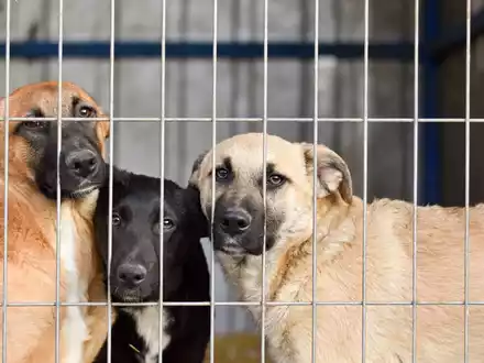 PURINA Tierheimreport Deutschland 2025 / Tierheime unter Druck: Neue deutschlandweite Umfrage zeigt - Sommer verschärft die Lage - Foto: presseportal.de