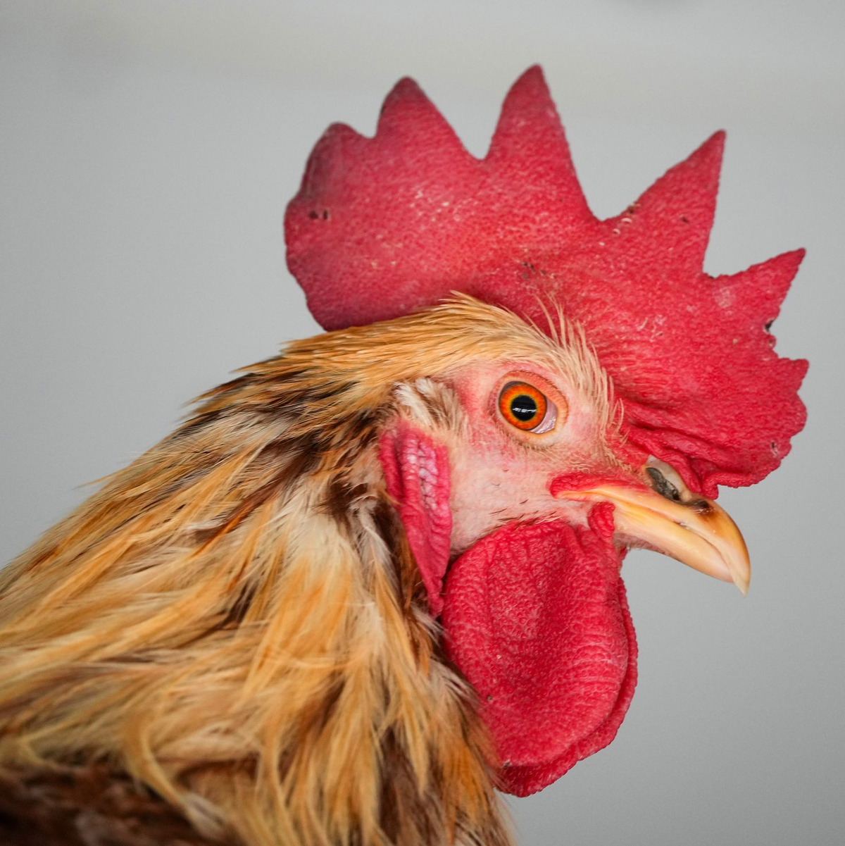 Zum Solinger Hahneköppen wurde ein Vergleich geschlossen - hier ein Hahn der Rasse Lohmann Brown. (Archivbild) - Foto: Soeren Stache/dpa