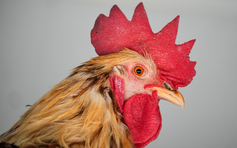 Zum Solinger Hahneköppen wurde ein Vergleich geschlossen - hier ein Hahn der Rasse Lohmann Brown. (Archivbild) - Foto: Soeren Stache/dpa