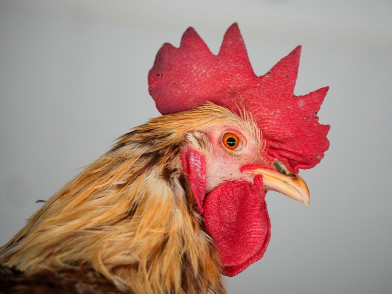 Zum Solinger Hahneköppen wurde ein Vergleich geschlossen - hier ein Hahn der Rasse Lohmann Brown. (Archivbild) - Foto: Soeren Stache/dpa
