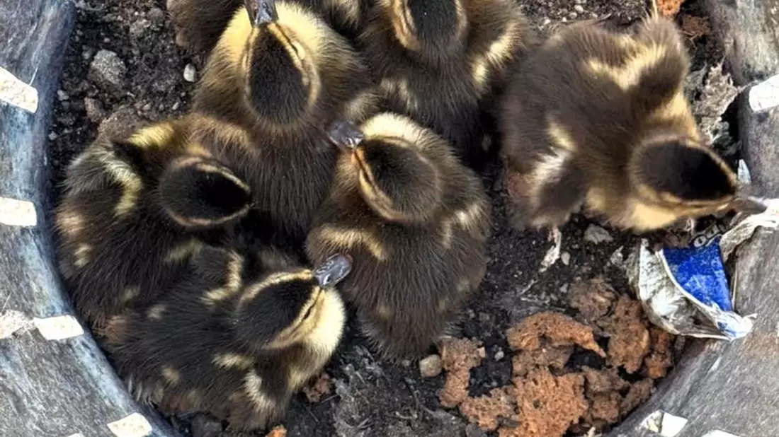 FW-OG: Ente gut, alles gut! - Bild: presseportal.de