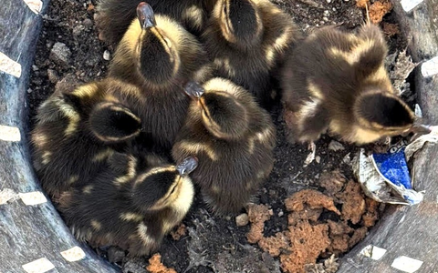 FW-OG: Ente gut, alles gut! - Foto: presseportal.de FW-OG: Ente gut, alles gut! - Foto: presseportal.de