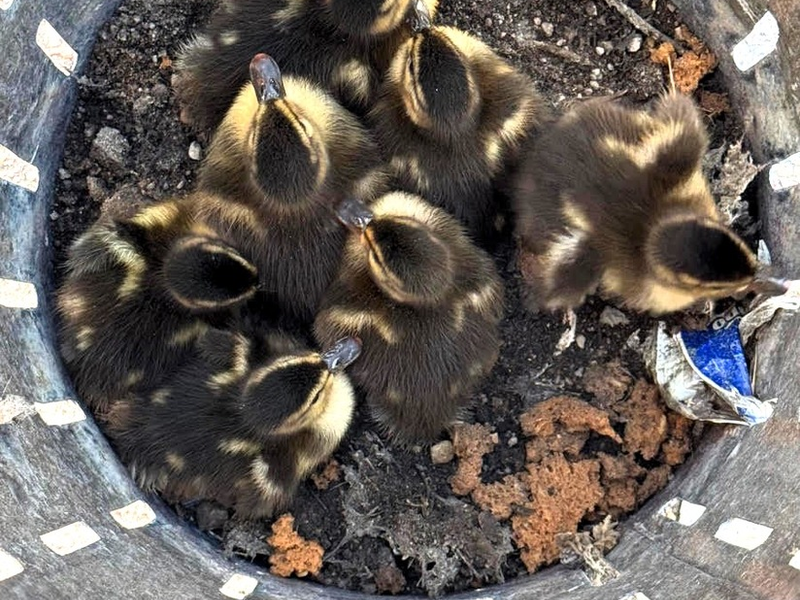 FW-OG: Ente gut, alles gut! - Foto: presseportal.de