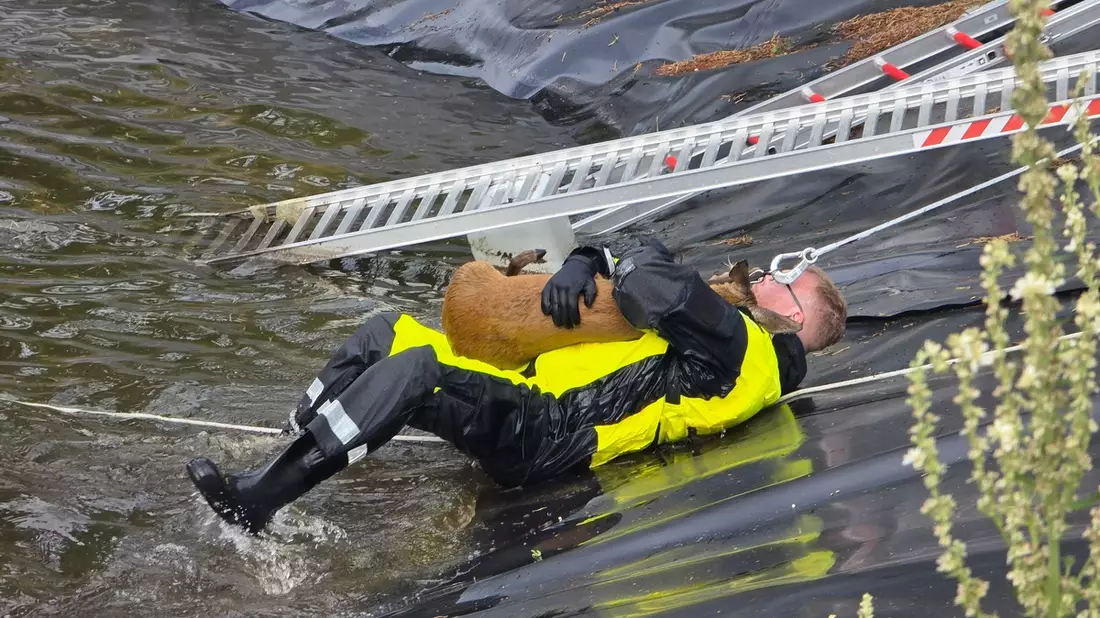 FW Celle: Celler Feuerwehr rettet Reh aus Regenrückhaltebecken - Bild: presseportal.de