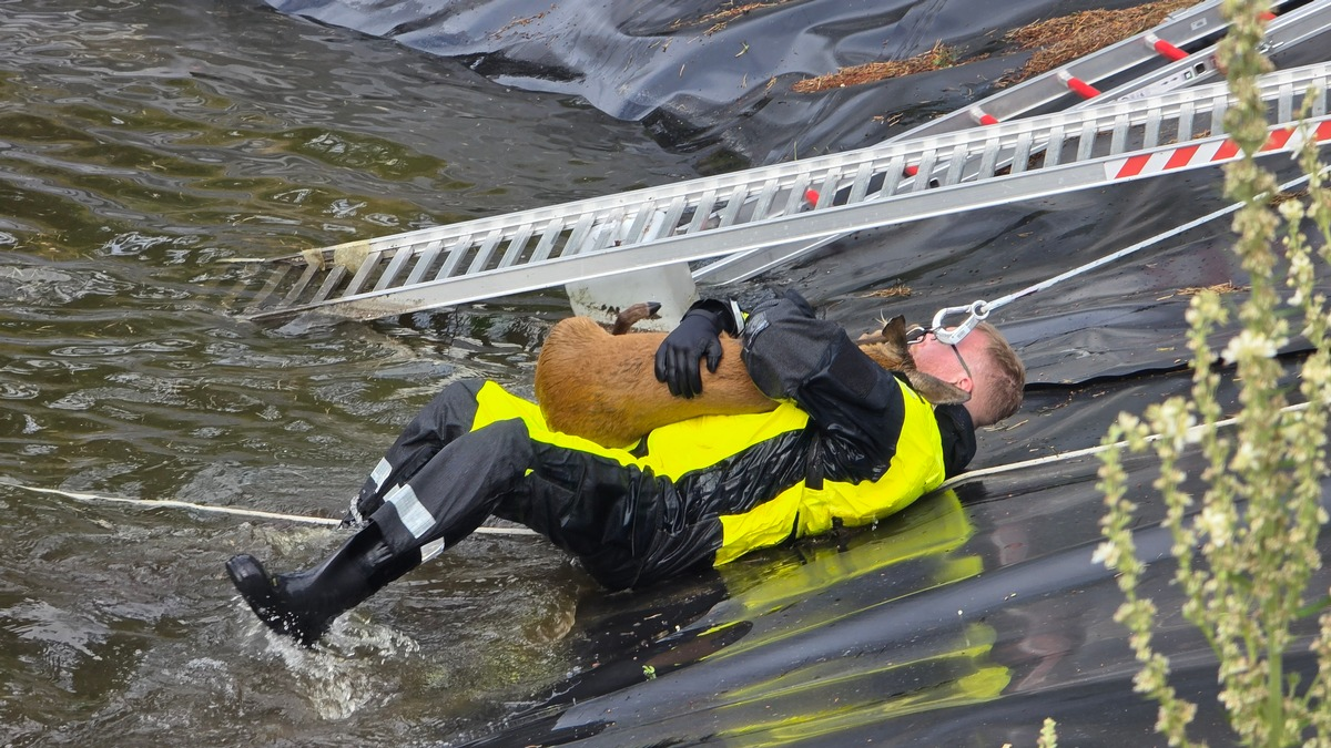 FW Celle: Celler Feuerwehr rettet Reh aus Regenrückhaltebecken - Foto: presseportal.de