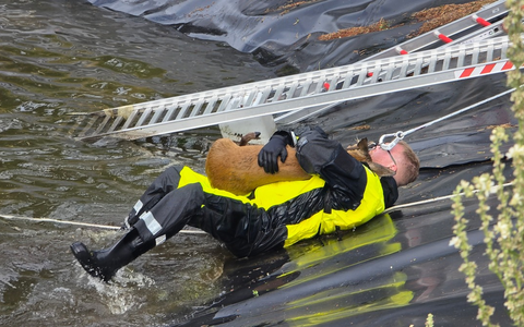 FW Celle: Celler Feuerwehr rettet Reh aus Regenrückhaltebecken - Foto: presseportal.de