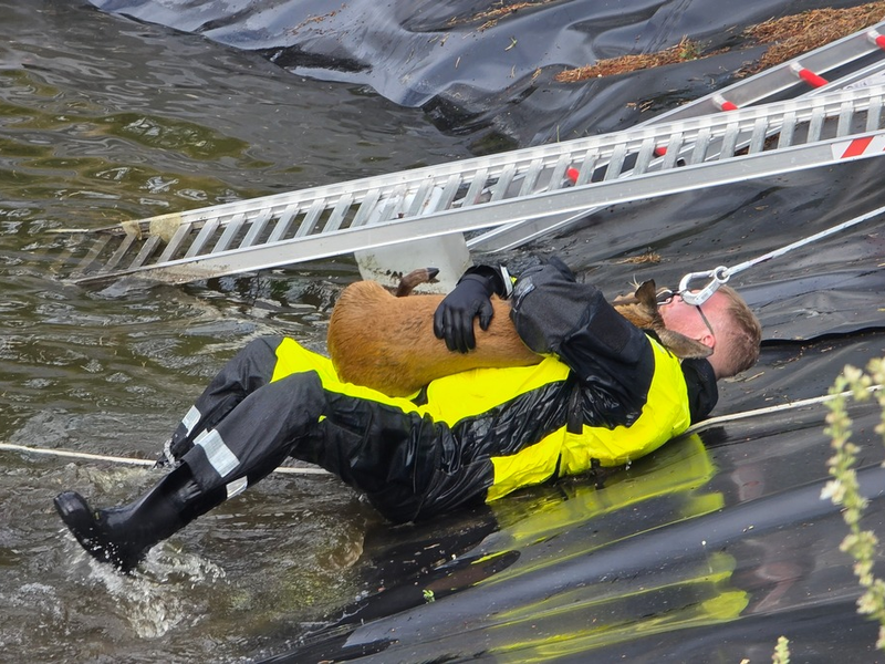FW Celle: Celler Feuerwehr rettet Reh aus Regenrückhaltebecken - Foto: presseportal.de
