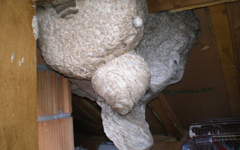 FW Weinheim: Wespennest - keine Aufgabe der Feuerwehr - Foto: presseportal.de