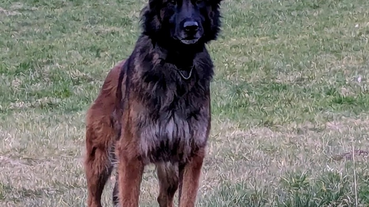 POL-HA: Hagener Diensthund Turbo stellt flüchtenden Täter nach Ladendiebstahl in Arnsberg - Foto: presseportal.de