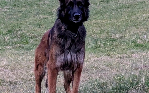 POL-HA: Hagener Diensthund Turbo stellt flüchtenden Täter nach Ladendiebstahl in Arnsberg - Foto: presseportal.de