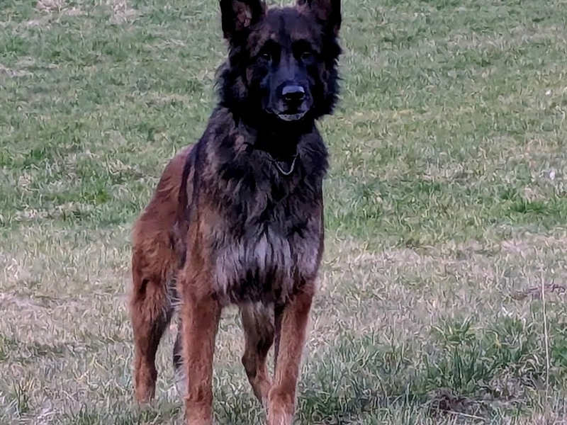 POL-HA: Hagener Diensthund Turbo stellt flüchtenden Täter nach Ladendiebstahl in Arnsberg - Foto: presseportal.de