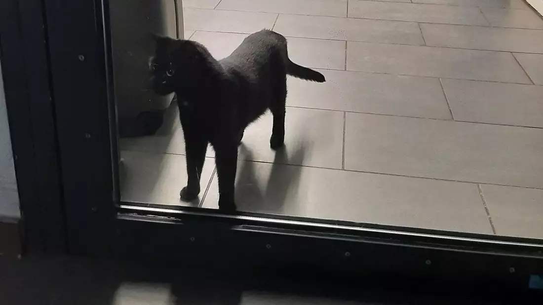 Bundespolizeidirektion München: Tierischer Einsatz am Hauptbahnhof / Bundespolizei hilft Mensch und Tier - Bild: presseportal.de